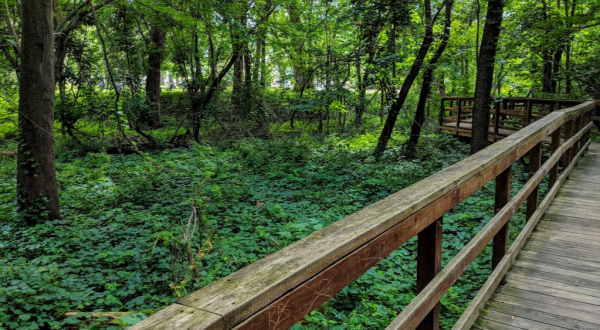 This 2-Mile Hike Near Buffalo Takes You Through An Enchanting Forest