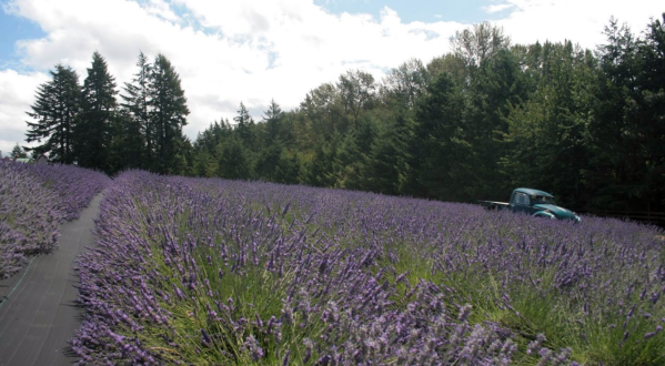 Get Lost In This Beautiful Lavender Farm In Oregon