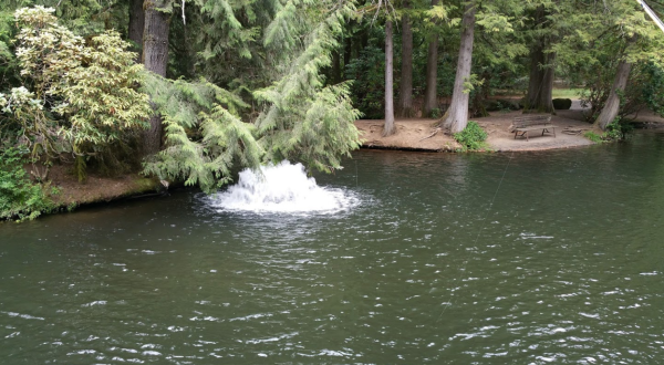 The Pretty Pond In Oregon Where You’re Guaranteed To Catch A Trout