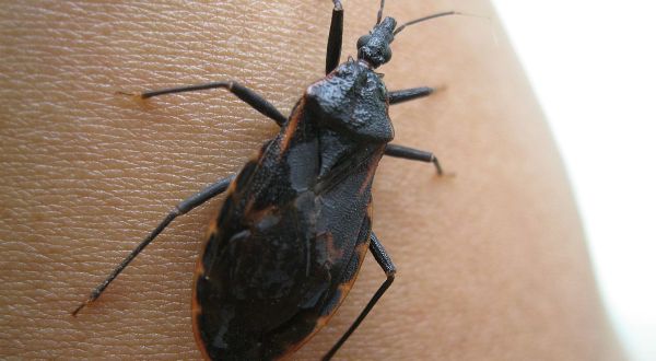 A Parasitic Bug Has Been Spotted Throughout Indiana And Its Bite Can Be Deadly