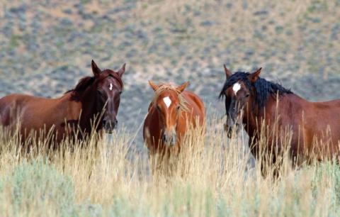 The Wild Horse Tour That Shows Off The True Beauty Of Wyoming
