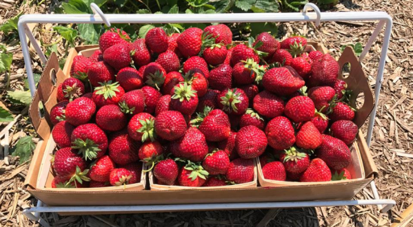 You Can Pick The Most Delicious Strawberries All Summer Long At This Iowa Orchard