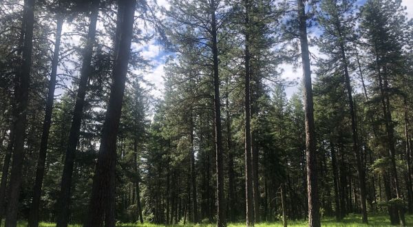 This 3-Mile Hike In Idaho Takes You Through An Enchanting Forest