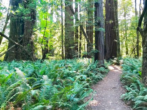 This 3-Mile Hike In Northern California Takes You Through An Enchanting Forest
