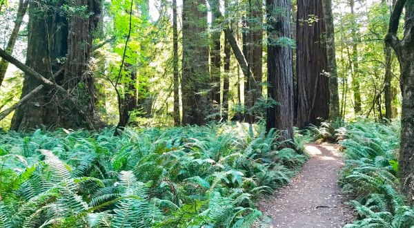 This 3-Mile Hike In Northern California Takes You Through An Enchanting Forest