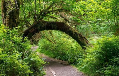 This 1-Mile Hike In Washington Takes You Through An Enchanting Forest