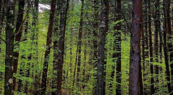 This 2-Mile Hike In Massachusetts Takes You Through An Enchanting Forest