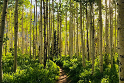This 2-Mile Hike In Utah Takes You Through An Enchanting Forest