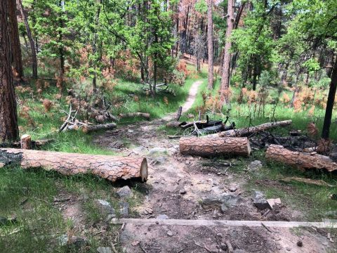 This 4-Mile Hike In South Dakota Takes You Through An Enchanting Forest