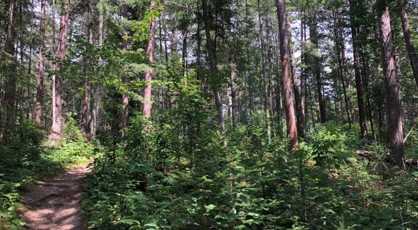 This 2-Mile Hike In Minnesota Takes You Through An Enchanting Forest
