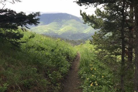 This Montana Campground Trail Is Brimming With Wildflowers And Now Is The Best Time To Hike It
