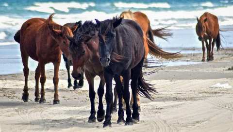 The Wild Horse Tour That Shows Off The True Beauty Of North Carolina