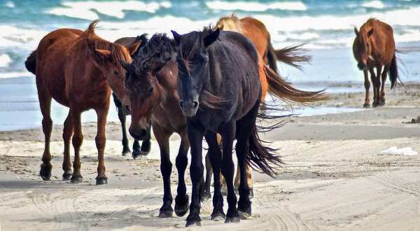 The Wild Horse Tour That Shows Off The True Beauty Of North Carolina