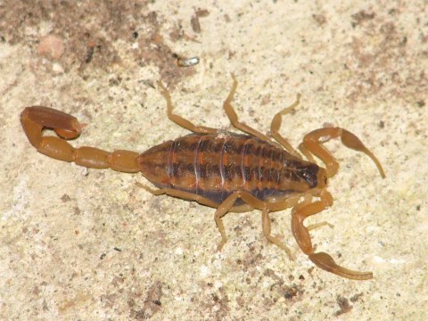 Scorpions Are Scampering To Safety From This Flooded Lake In Kansas