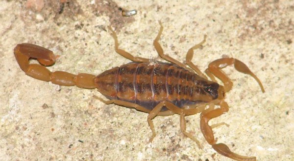 Scorpions Are Scampering To Safety From This Flooded Lake In Kansas