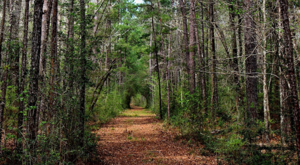 Get Lost In This Enchanting Texas Forest That’s One Of The Largest In America