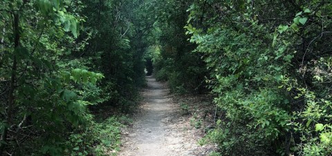 Take This Easy Hike Though A Magical Tunnel Of Trees In Texas
