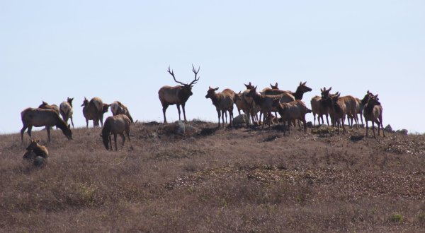 Watch Hundreds Of Elk Roam At This Beautiful 2,600 Acre Park In Northern California