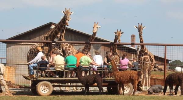 The Wagon Ride Through Lazy 5 Ranch, An Interactive Safari In North Carolina, Is A Fun Adventure