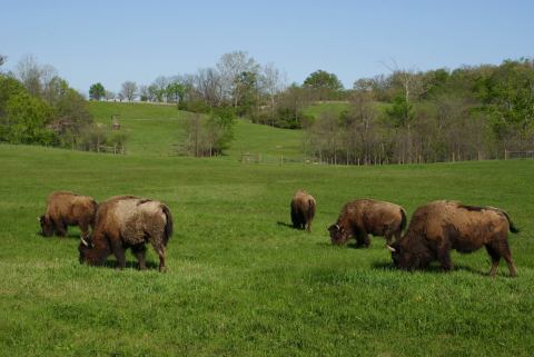 Buffalo Roam Free At The 7,000-Acre Battelle Darby Creek Metro Park In Ohio