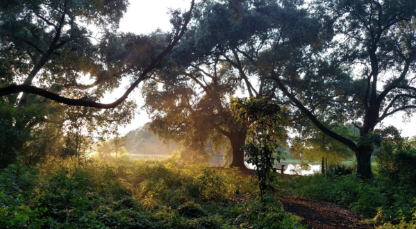 7 Scenic Nature Spots Hiding Right In The Middle Of New Orleans