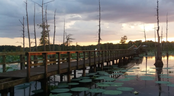 The Boardwalk Hike At Black Bayou Lake In Louisiana That Leads To Incredibly Scenic Views