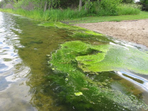 A Toxic Blue-Green Algae Bloom Just Killed A Family Dog In Georgia's Lake Allatoona