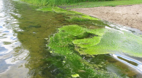 A Toxic Blue-Green Algae Bloom Just Killed A Family Dog In Georgia’s Lake Allatoona