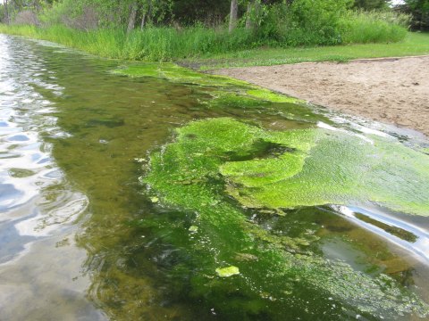 Keep Your Kids And Pets Away From The Toxic Blue-Green Algae That's Been Spotted In New York