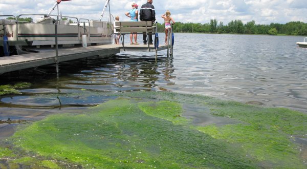 The Toxic Blue-Green Algae Responsible For Killing Dogs Around The U.S. Has Been Found In Minnesota