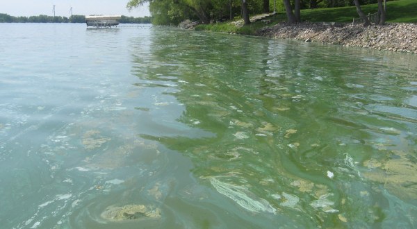 The Toxic Blue-Green Algae Responsible For Killing Dogs Around The U.S. Has Been Found In Nevada
