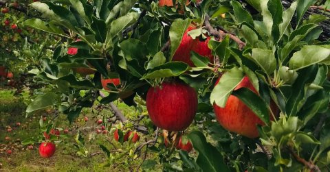These 4 Charming Apple Orchards In Arizona Are Great For A Fall Day