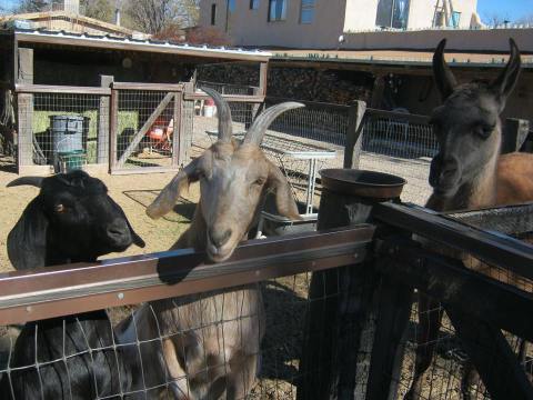 Cerrillos Petting Zoo Is A Small Town Petting Zoo In New Mexico That's Worthy Of A Road Trip