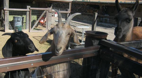 Cerrillos Petting Zoo Is A Small Town Petting Zoo In New Mexico That’s Worthy Of A Road Trip