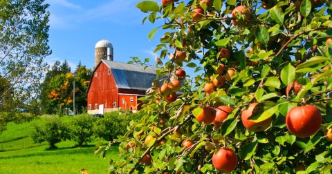 These 9 Charming Apple Orchards In Minnesota Are Great For A Fall Day