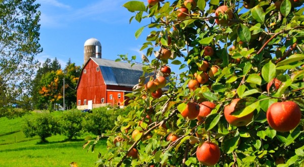 These 9 Charming Apple Orchards In Minnesota Are Great For A Fall Day