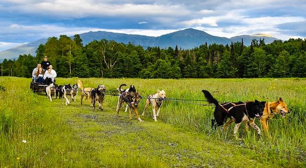 You Can Go Dog Sledding Year Round With This Fun New Hampshire Adventure