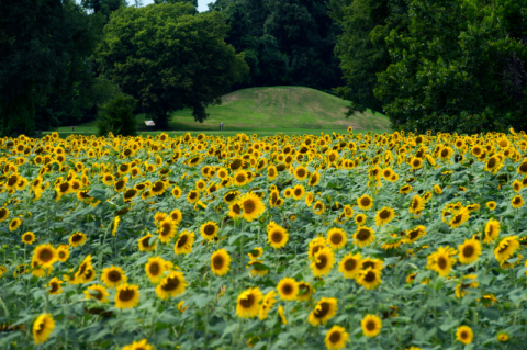 Few People Know This Historic Arkansas Park Also Has A 12-Acre Sunflower Field