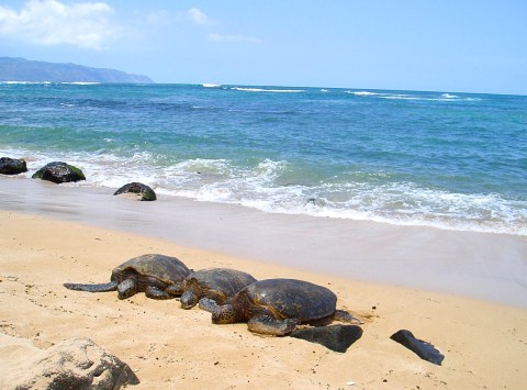 The Hawaii Beach Famous For Its Population Of Sea Turtles