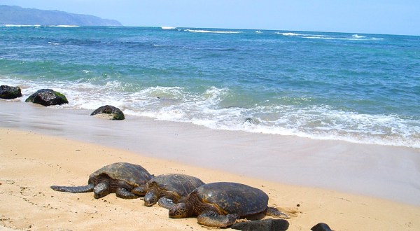 The Hawaii Beach Famous For Its Population Of Sea Turtles