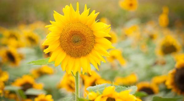 This Upcoming Sunflower Festival In Wooster Is The Best Summer Road Trip From Cleveland