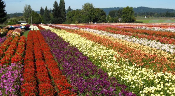 Wander Through 40 Acres Of Dahlias At This Oregon Flower Festival