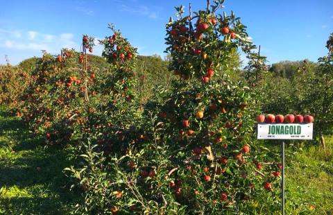 LynOaken Farms Near Buffalo Has 350 Delicious Apple Varieties Prime For The Picking