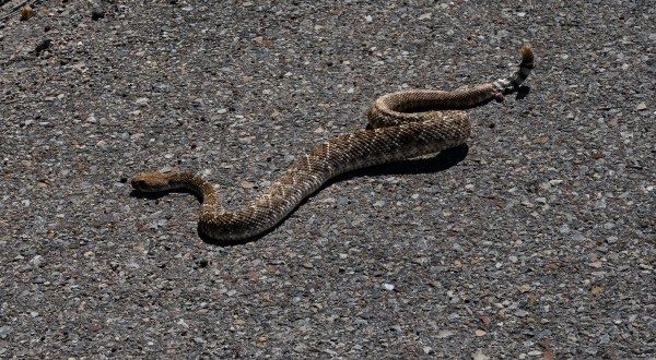 Venomous Snakebites Have Hit An All-Time High In Texas This Year