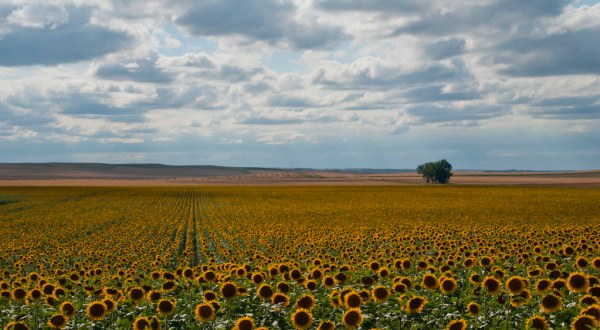 North Dakota Is Having A Sunflower Superbloom And It’s Incredible To See