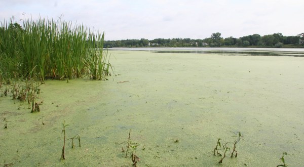 The Toxic Blue-Green Algae Responsible For Killing Dogs Around The U.S. Has Been Found In North Dakota