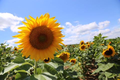 This Upcoming Sunflower Festival In Oregon Will Make Your Summer Complete
