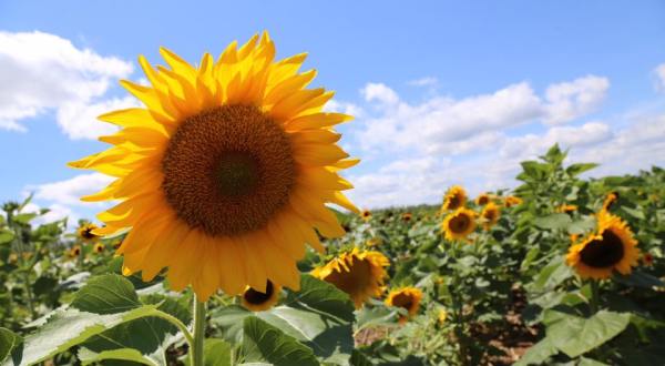 This Upcoming Sunflower Festival In Oregon Will Make Your Summer Complete