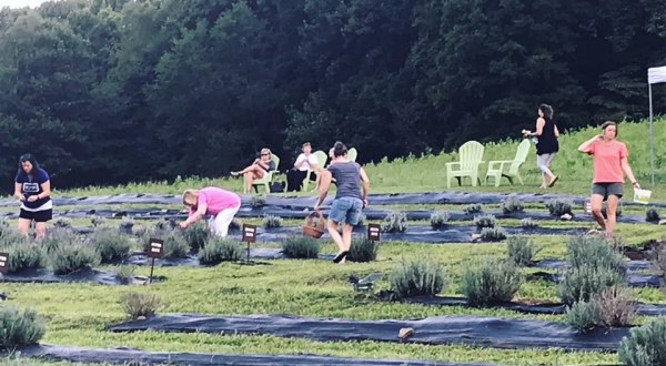 Get Lost In This Beautiful 1000-Plant Lavender Farm In West Virginia