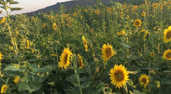 The Sunflower Jubilee In Arkansas Will Have You Ready For Fall